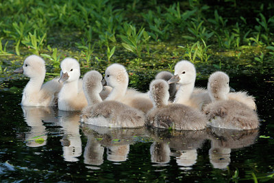 BUITEN BEELD Foto: 233798