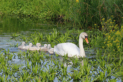 BUITEN BEELD Foto: 233799