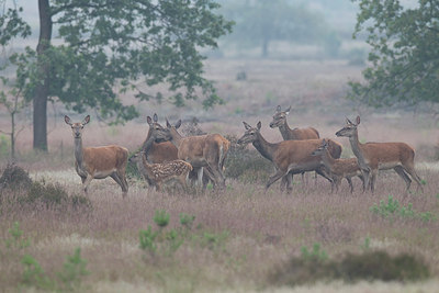 BUITEN BEELD Foto: 233836