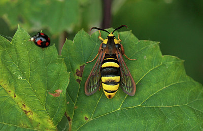 BUITEN BEELD Foto: 233858