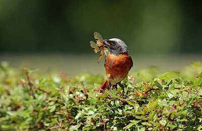 BUITEN BEELD Foto: 233874