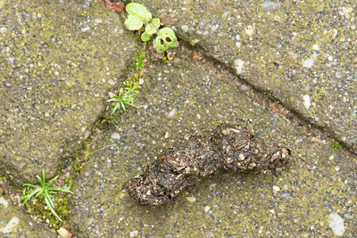 BUITEN BEELD Foto: 233896