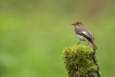 BUITEN BEELD Foto: 233956