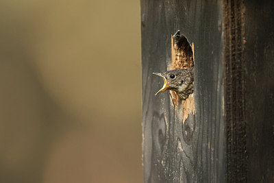 BUITEN BEELD Foto: 233958