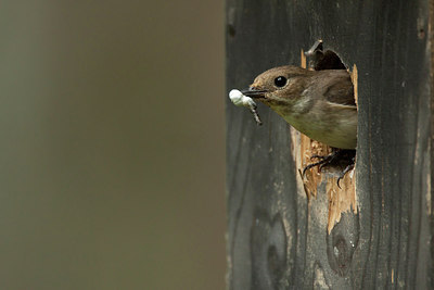 BUITEN BEELD Foto: 233959