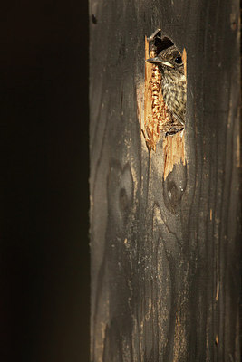 BUITEN BEELD Foto: 233961