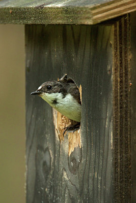 BUITEN BEELD Foto: 233962