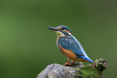 BUITEN BEELD Foto: 233964