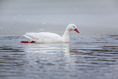 BUITEN BEELD Foto: 233984