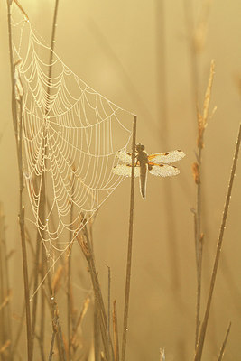 BUITEN BEELD Foto: 234031