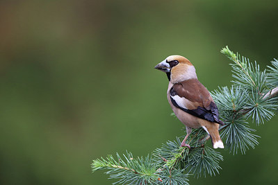 BUITEN BEELD Foto: 234036