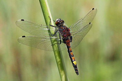 BUITEN BEELD Foto: 234059