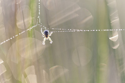 BUITEN BEELD Foto: 234062
