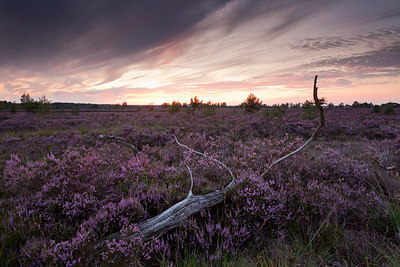 BUITEN BEELD Foto: 234075