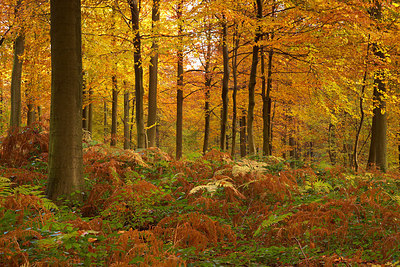 BUITEN BEELD Foto: 234078