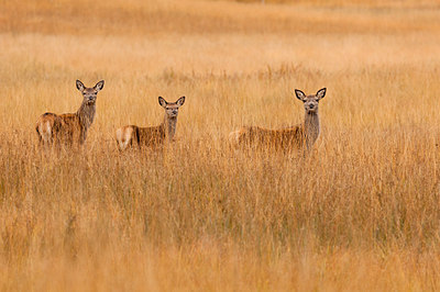 BUITEN BEELD Foto: 234092