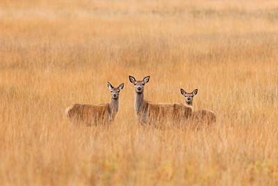 BUITEN BEELD Foto: 234093