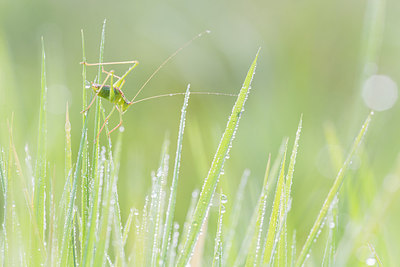 BUITEN BEELD Foto: 234096