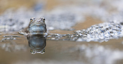BUITEN BEELD Foto: 234112