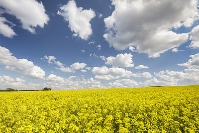 BUITEN BEELD Foto: 234143