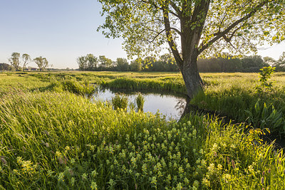 BUITEN BEELD Foto: 234193