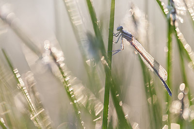 BUITEN BEELD Foto: 234198