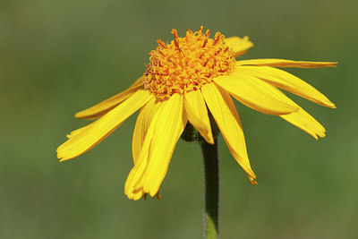BUITEN BEELD Foto: 234244