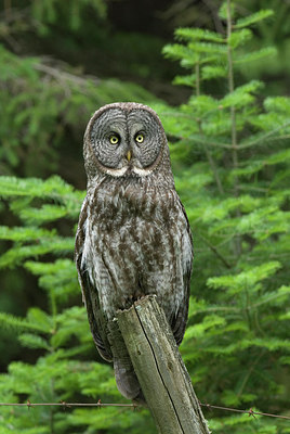 BUITEN BEELD Foto: 234258
