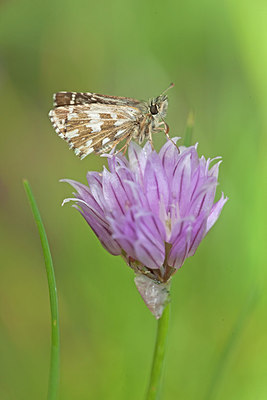 BUITEN BEELD Foto: 234340