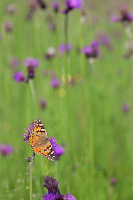 BUITEN BEELD Foto: 234346