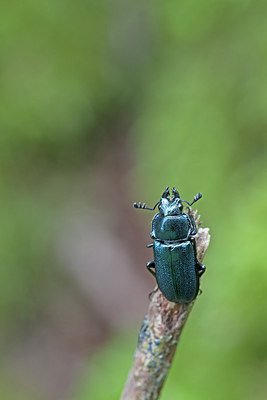 BUITEN BEELD Foto: 234360