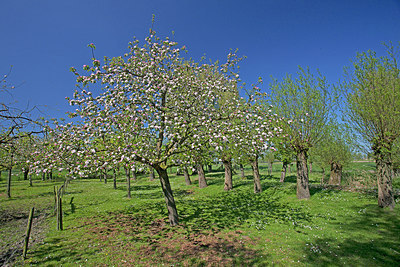 BUITEN BEELD Foto: 234361
