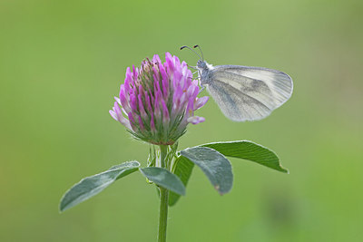 BUITEN BEELD Foto: 234363