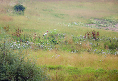 BUITEN BEELD Foto: 234371
