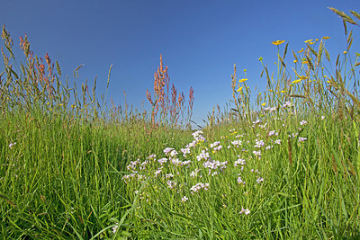 BUITEN BEELD Foto: 234374