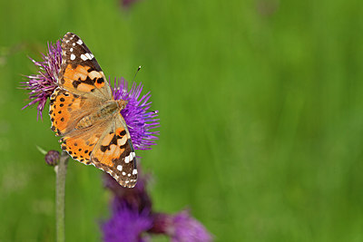 BUITEN BEELD Foto: 234376