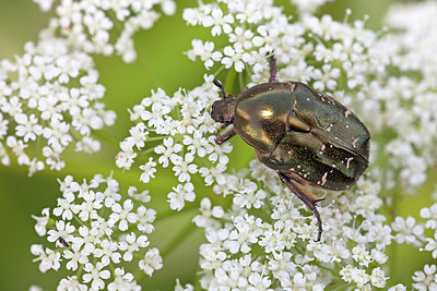 BUITEN BEELD Foto: 234386