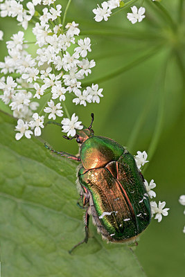 BUITEN BEELD Foto: 234397