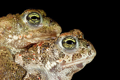 BUITEN BEELD Foto: 234398