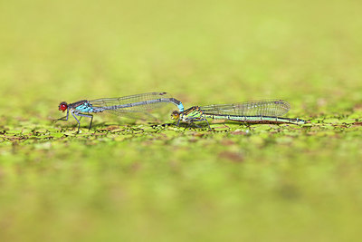 BUITEN BEELD Foto: 234403