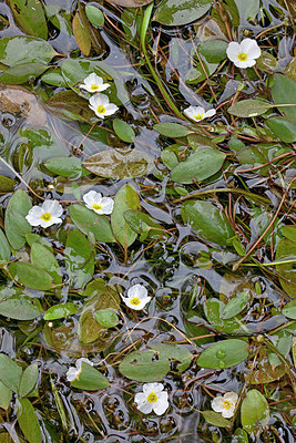 BUITEN BEELD Foto: 234409