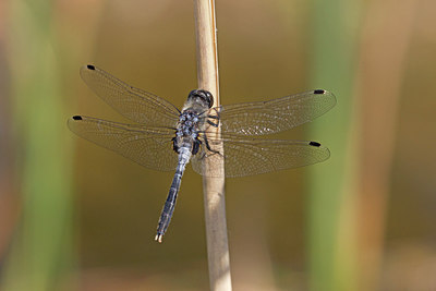BUITEN BEELD Foto: 234436