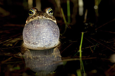 BUITEN BEELD Foto: 234443