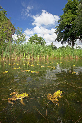 BUITEN BEELD Foto: 234446
