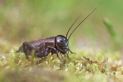 BUITEN BEELD Foto: 234449
