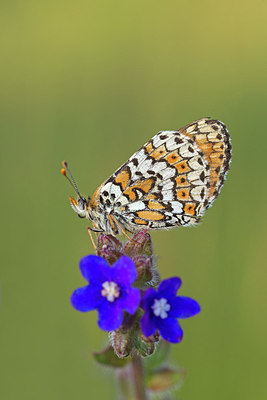 BUITEN BEELD Foto: 234452