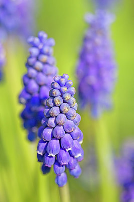 BUITEN BEELD Foto: 234453