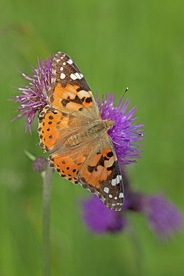 BUITEN BEELD Foto: 234472