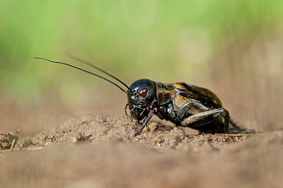 BUITEN BEELD Foto: 234478