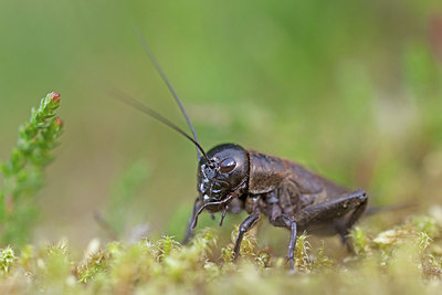 BUITEN BEELD Foto: 234484